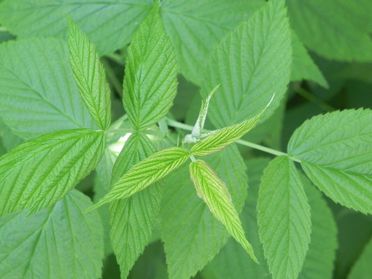 Raspberry - Leaves - (Rubus idaeus) 50 gr.