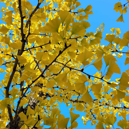 Teinture Ginkgo (Gingko biloba) 50 ml.