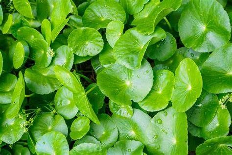 Gotu Kola (Centella asiatica) 50 gr.