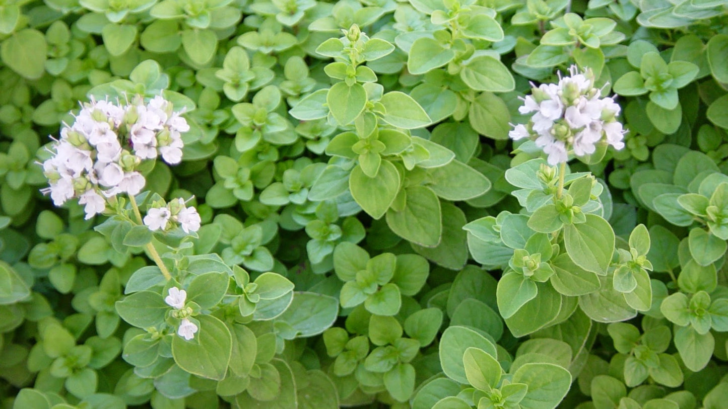 Marjoram (Origanum marjorana) 50 gr.