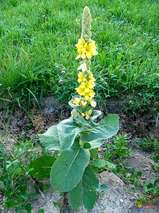 Mullein tincture (Verbascum thapsus) 50 ml.