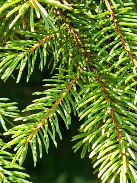 Balsam fir (Abies balsamea) 50 gr.