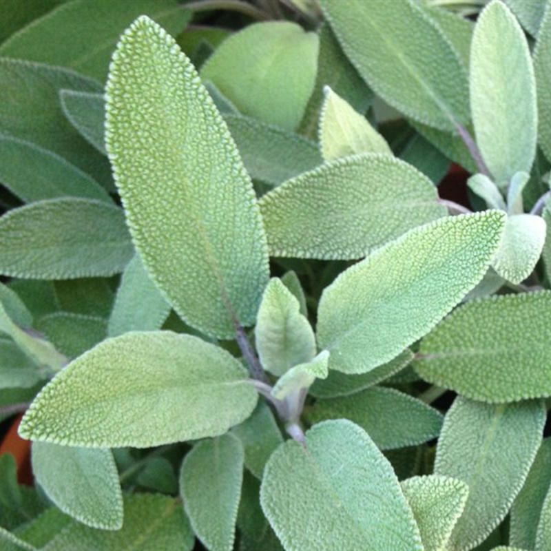 Vinegar Sage (Salvia officinalis) 50 ml.