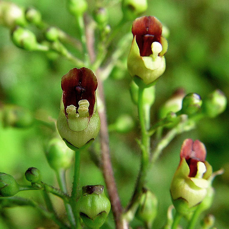 Scrofularia tincture (Scrofularia nodosa) 50 ml.