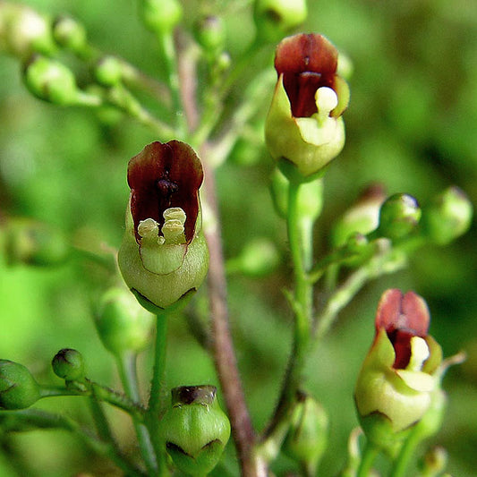 Scrofularia tincture (Scrofularia nodosa) 50 ml.