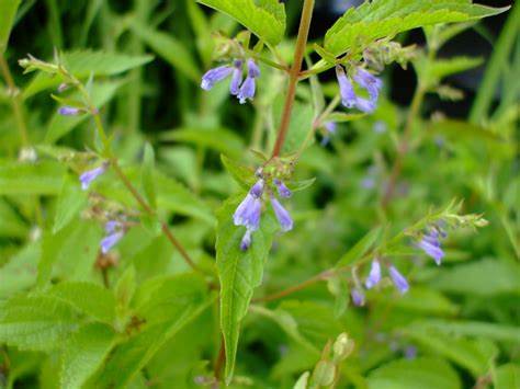Scutellaire (Scutellaria lateriflora) 25 gr.