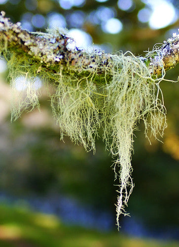 Usnée barbue (Usnea barbata) 20 gr.