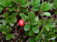 Uva Ursi Bearberry Tincture (Arctostaphylos uva-ursi) 50 ml.