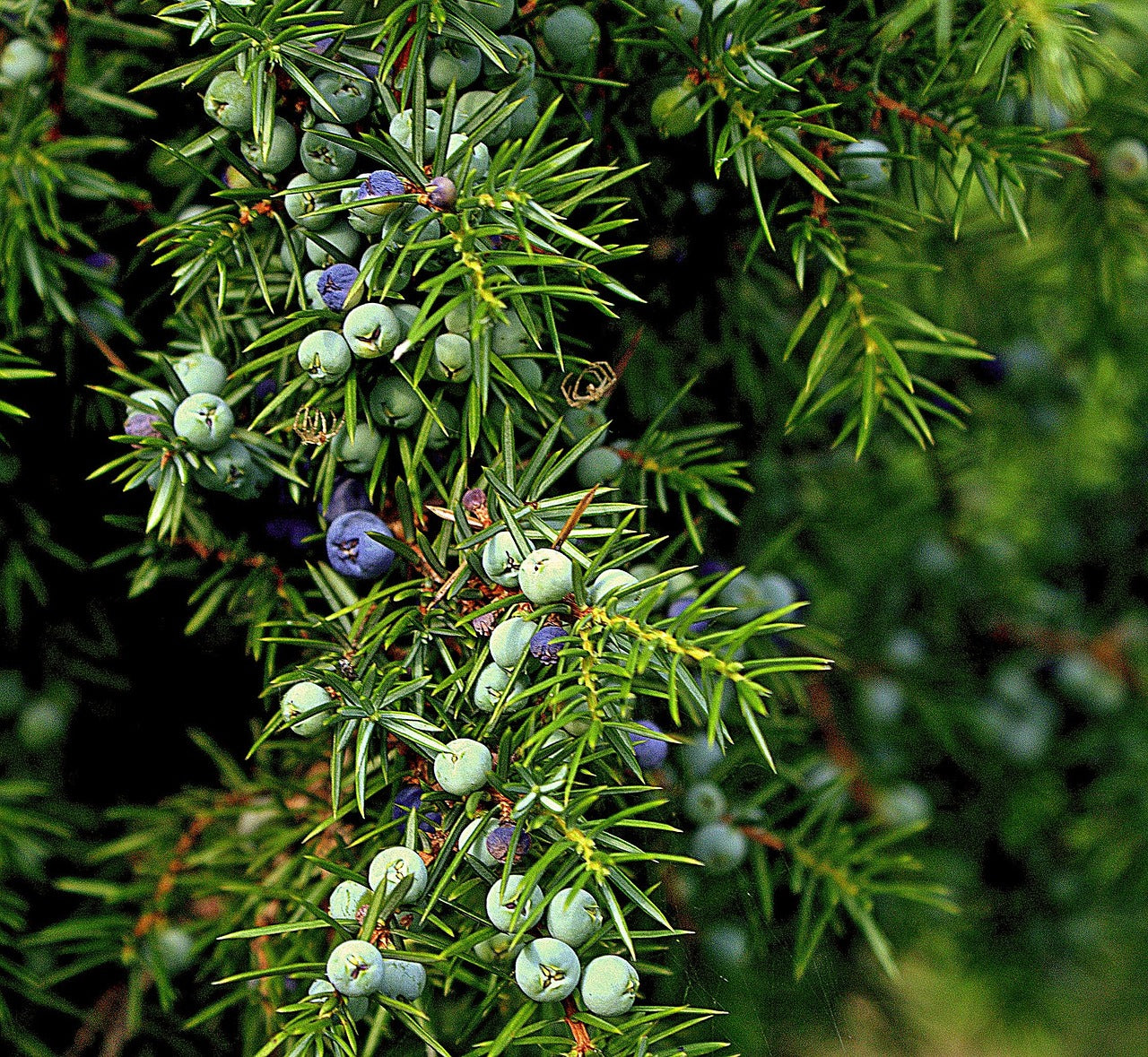 Juniper berry tincture (Jenipurus communis) - 50 ml.
