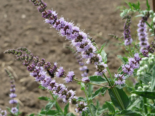 Sweet mint (Mentha spicata) 50 gr.