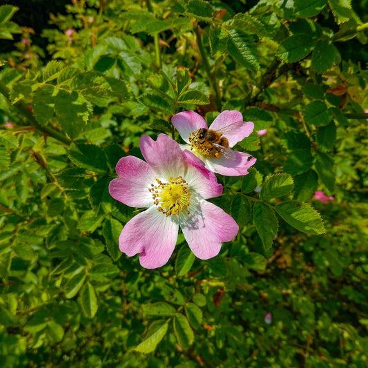 Wild Rose - petals (Rosa canina) 25 gr.