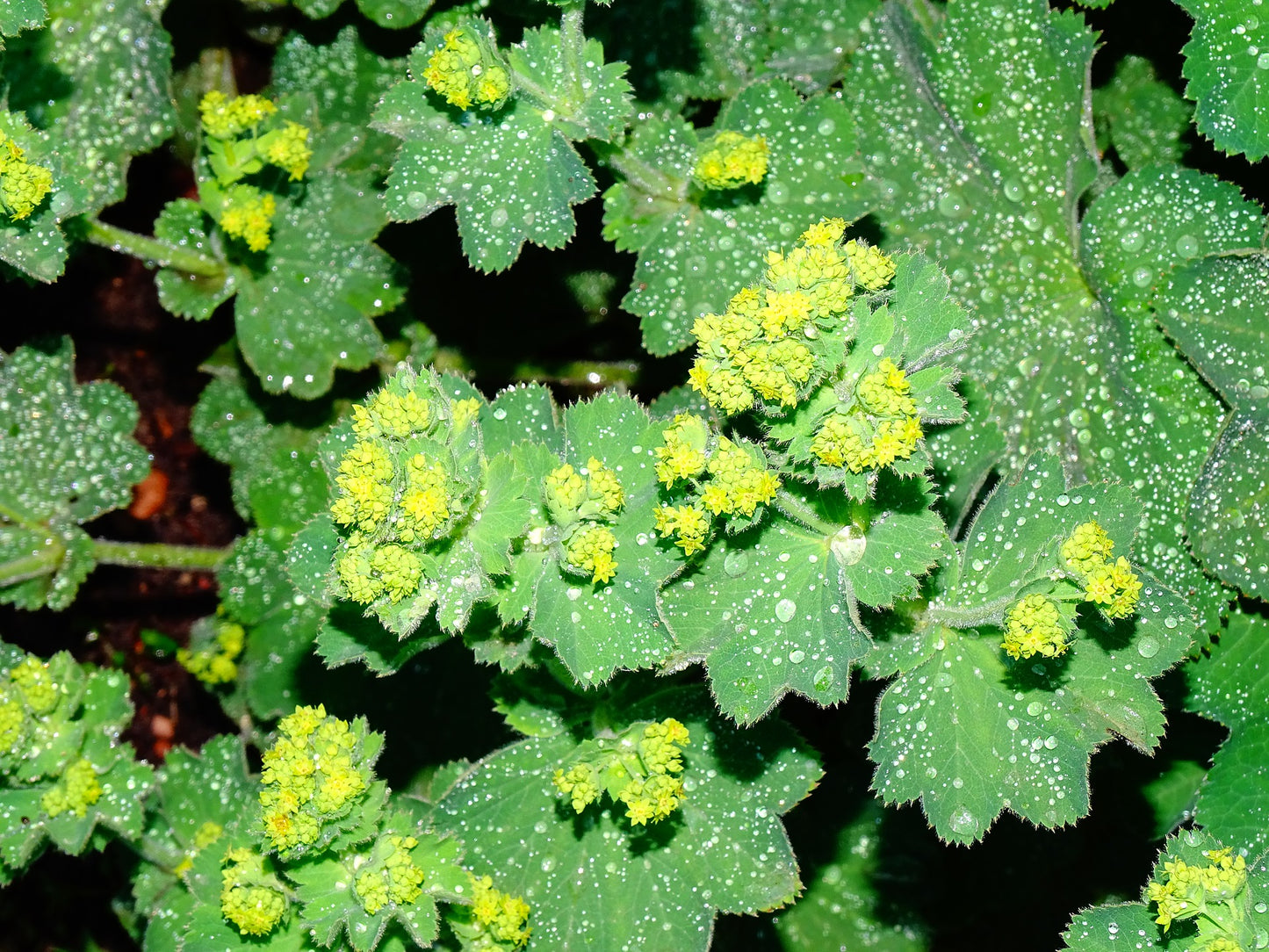 Lady's Mantle Tincture (Alchemilla vulgaris) 50 ml.