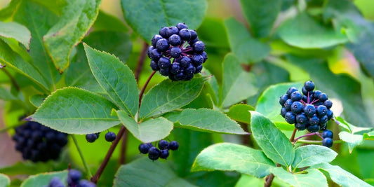 Eleuthero Tincture - Siberian Ginseng (eleutherococcus senticosus) 50 ml.