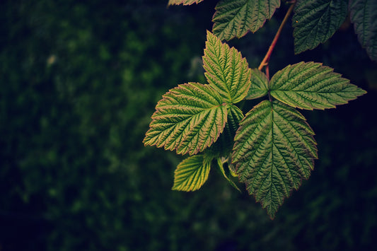 Teinture Framboisier -feuilles- (Rubus idaeus)  50 ml.