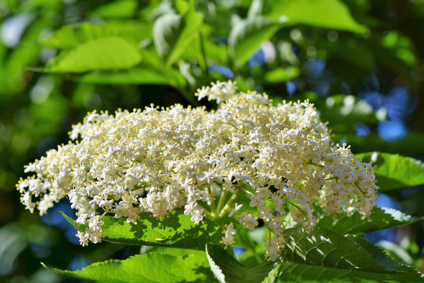 Black elderberry - Flowers (Sambucus nigra) 50 gr.