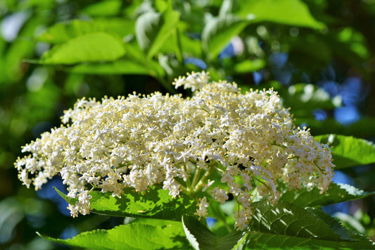 Black elderberry - Flowers (Sambucus nigra) 50 gr.
