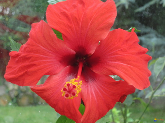 Hibiscus (Hibiscus sabdariffa) 50 gr.