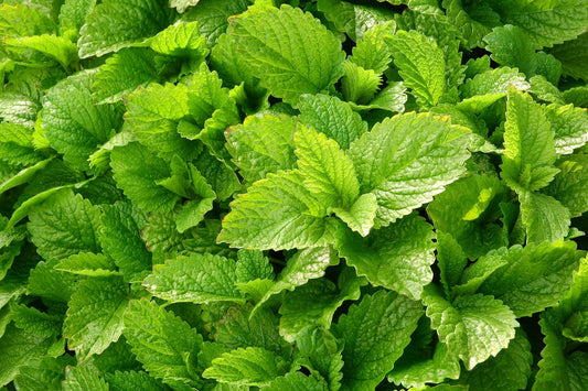 Vinaigré Mélisse (Melissa officinalis) 50 ml.
