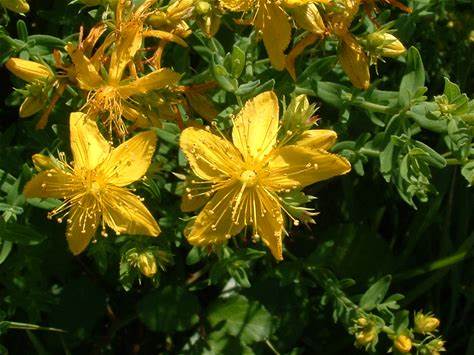 St. John's wort tincture (Hypericum perforatum) 50 ml.