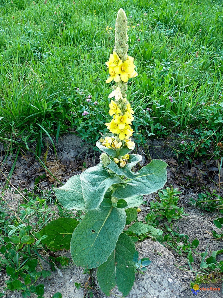Mullein (Verbascum thapsus) 100 gr.