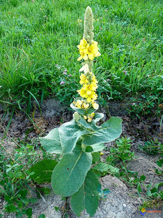Mullein (Verbascum thapsus) 100 gr.