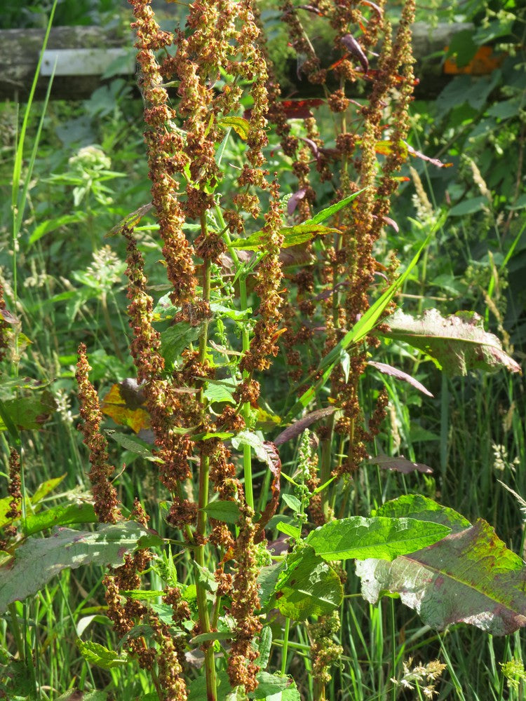 Kinky Patience Tincture (Rumex crispus) 50 ml.