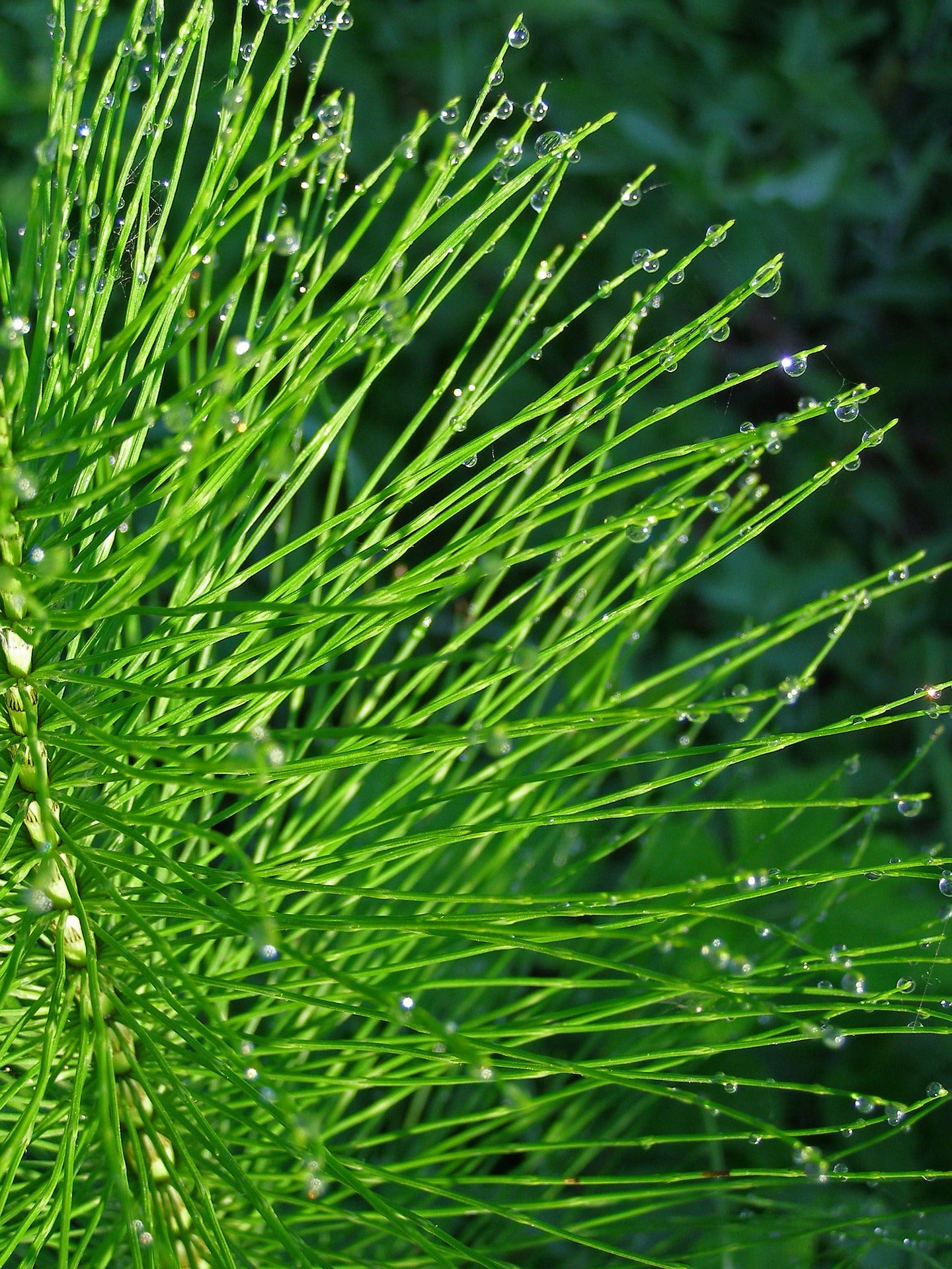 Horsetail (Equisetum arvense) 50 gr.