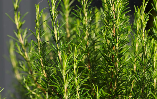 Rosemary (Rosmarinus officinalis) 50 gr.