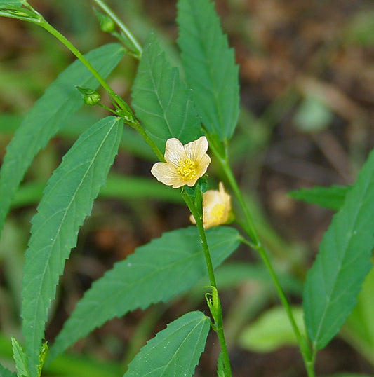 Sida Acuta, leaves (Sida acuta leaf) 25 gr.