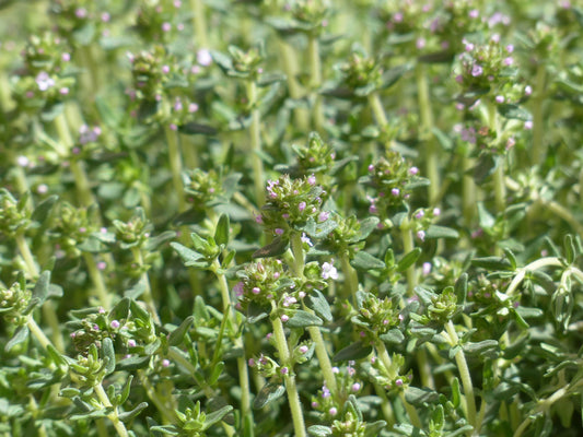 Thyme (Thymus vulgaris) 25 gr.