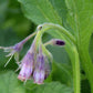Comfrey ointment, 30 grams.