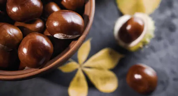 Horse Chestnut Tincture (Aesculus hippocastanum) 50 ml.