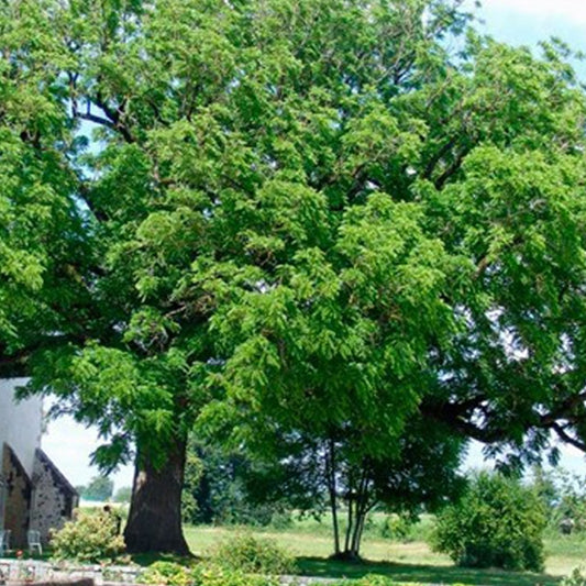 Black walnut (Juglans nigra) 50 gr.