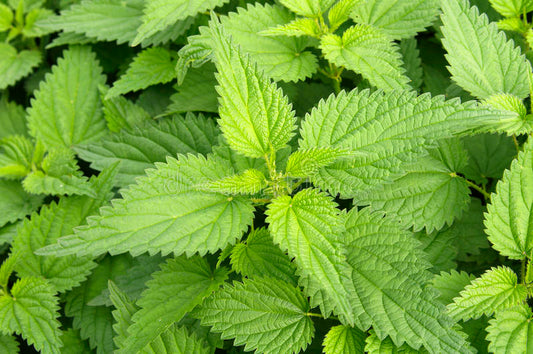 Nettle tincture (Urtica dioica) 50 ml.