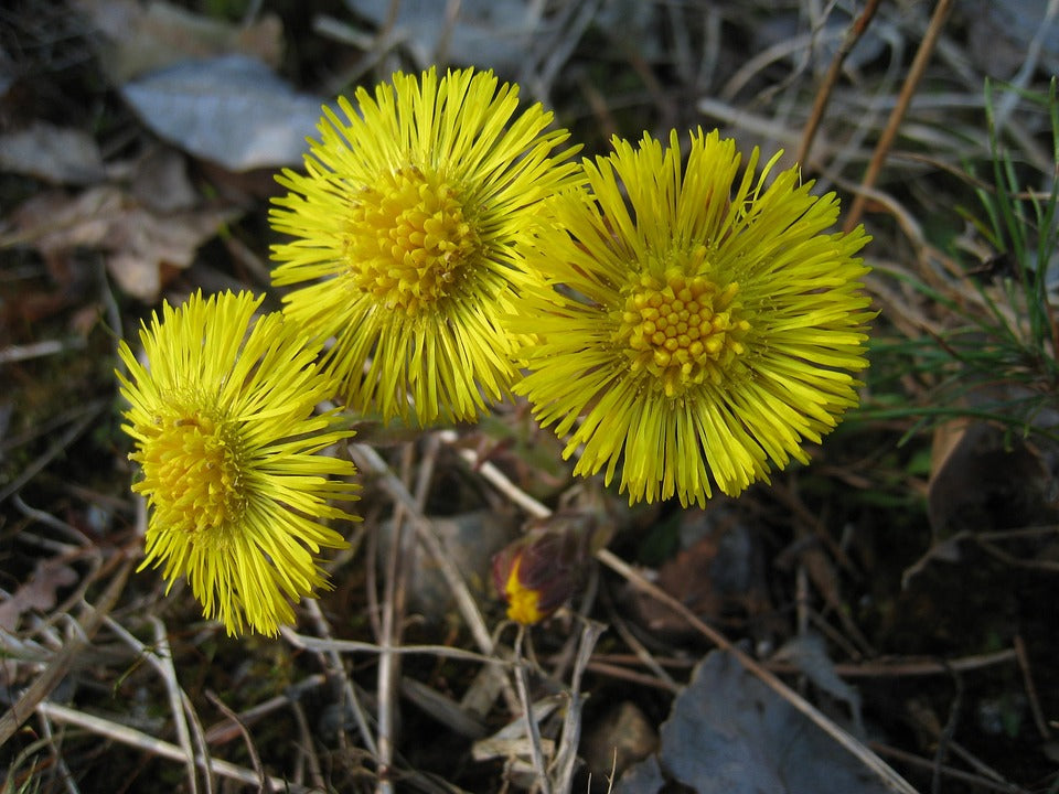 Coltsfoot (Tussilago Farfara) 25 gr.